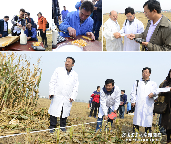 专家组和工作人员认真记录测产数据 专家组和工作人员认真记录测产数据