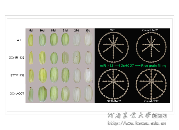 aƬֱ����ص�����ͼ��