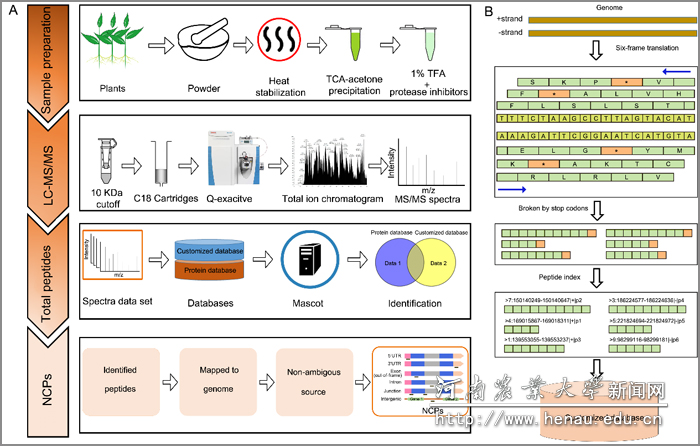 肽基因组学大规模挖掘植物NCP的方法示意图 肽基因组学大规模挖掘植物NCP的方法示意图